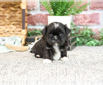 Small #4 Shih Tzu