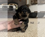 Puppy Puppy 2 TAZ Rottweiler