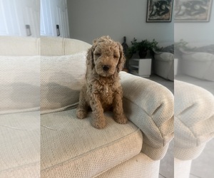 Goldendoodle Puppy for sale in LITHIA, FL, USA