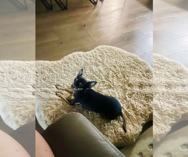 Medium Photo #5 Mutt Puppy For Sale in Gulfport, MI, USA