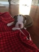 Small Photo #1 Boston Terrier Puppy For Sale in DISCOVERY BAY, CA, USA