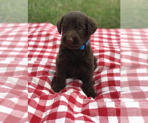 Medium Photo #2 Labradoodle Puppy For Sale in BOWLING GREEN, KY, USA