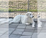 Small #3 Great Pyrenees