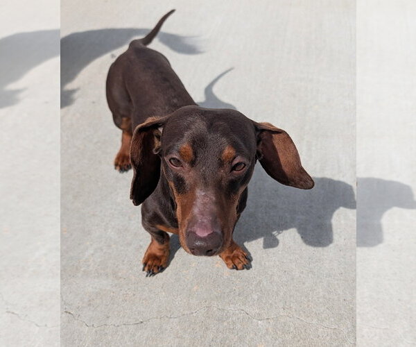 Medium Photo #6 Dachshund Puppy For Sale in Shelbyville, TN, USA