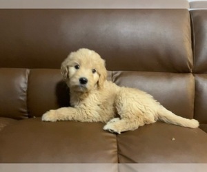 Goldendoodle (Miniature) Puppy for Sale in RALEIGH, North Carolina USA