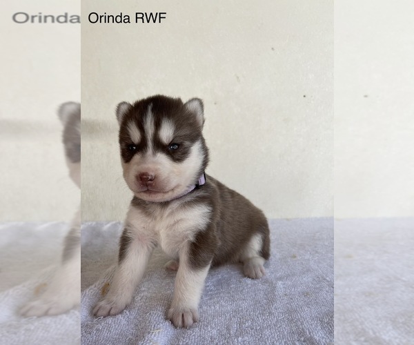 Medium Photo #5 Siberian Husky Puppy For Sale in FRESNO, CA, USA