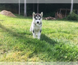 Siberian Husky Puppy for sale in SNOHOMISH, WA, USA