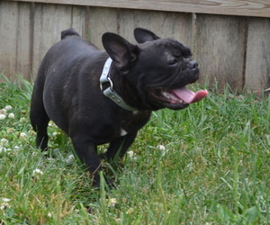 French Bulldog Puppy for sale in NILES, MI, USA