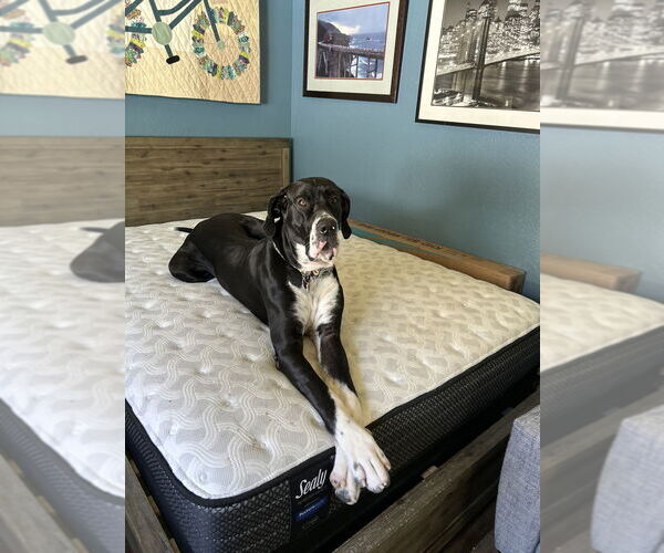 Medium Photo #4 Great Dane Puppy For Sale in Vail, AZ, USA