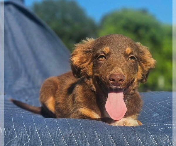 Medium Photo #4 Australian Shepherd-Chihuahua Mix Puppy For Sale in Wakefield, RI, USA