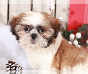 Shih Tzu Puppy for sale in MOUNT VERNON, OH, USA