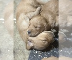 Small #2 Golden Retriever