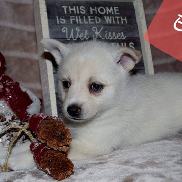 Medium Photo #7 Pomsky Puppy For Sale in MANKATO, MN, USA