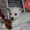 Small Photo #7 Pomsky Puppy For Sale in MANKATO, MN, USA