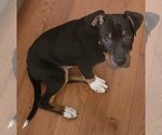Small #1 American Staffordshire Terrier Mix