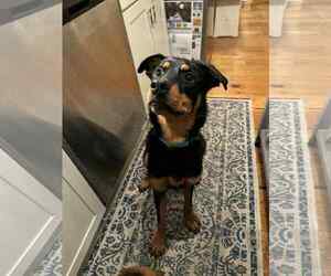 Retriever -Unknown Mix Dogs for adoption in Woodbury, NY, USA