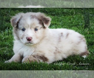 Miniature Australian Shepherd Puppy for sale in SMITHVILLE, AR, USA