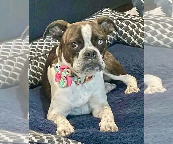 Medium Photo #1 Boxer Puppy For Sale in Dumont, NJ, USA