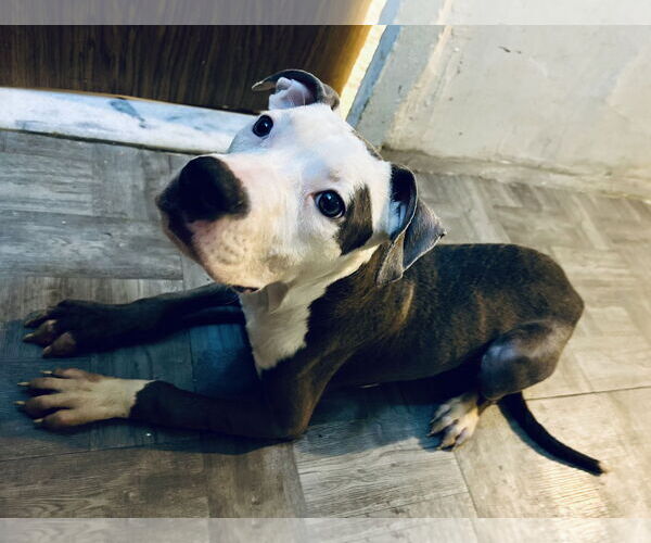 Medium Photo #2 American Pit Bull Terrier-Bulldog Mix Puppy For Sale in Staten Island, NY, USA