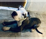 Small #1 American Pit Bull Terrier-Bulldog Mix