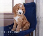 Small #1 Goldendoodle