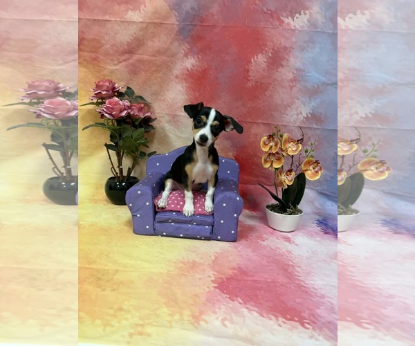 Medium Photo #5 Chihuahua-Unknown Mix Puppy For Sale in Phoenix, AZ, USA