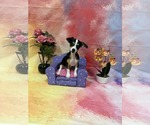 Small #4 Chihuahua Mix