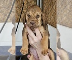 Puppy Pink ribbon Bloodhound
