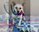 Small Chihuahua