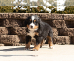 Small Photo #3 Bernese Mountain Dog Puppy For Sale in SHIPSHEWANA, IN, USA