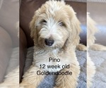 Puppy 10 Goldendoodle (Miniature)