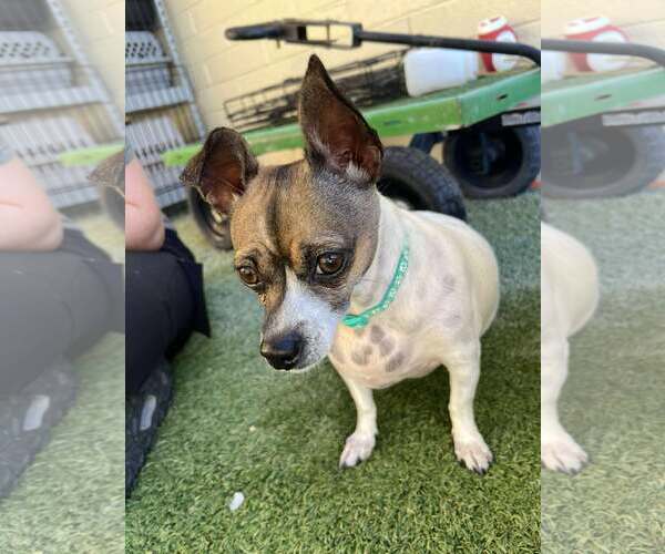 Medium Photo #3 Chihuahua-Unknown Mix Puppy For Sale in Tempe , AZ, USA