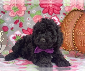 Poodle (Toy) Puppy for sale in LANCASTER, PA, USA