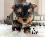 Small #3 Yorkshire Terrier