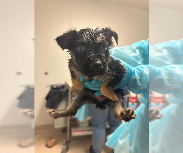 Medium Photo #1 Siberian Husky Puppy For Sale in Bakersfield, CA, USA