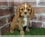 Small #7 Cavalier King Charles Spaniel