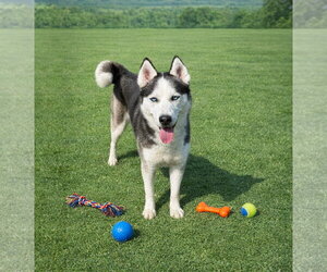 Mutt Dogs for adoption in Unionville, PA, USA