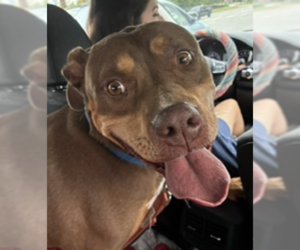 American Bulldog-American Staffordshire Terrier Mix Dogs for adoption in Decatur, GA, USA