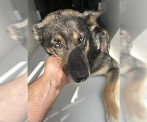 German Shepherd Dog-Unknown Mix Dogs for adoption in Houston, TX, USA
