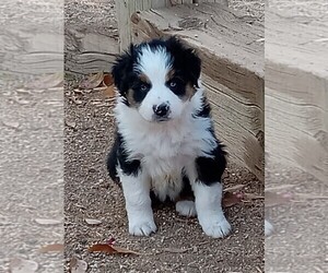 Medium Australian Shepherd