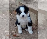 Puppy 2 Australian Shepherd