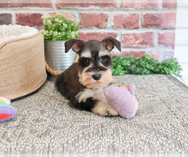 Medium Photo #2 Schnauzer (Miniature) Puppy For Sale in SYRACUSE, IN, USA