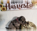 Small Photo #11 Labradoodle Puppy For Sale in SAN ANTONIO, TX, USA