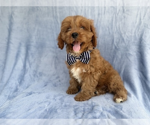 Medium Photo #5 Cavapoo (Standard) Puppy For Sale in LAKELAND, FL, USA