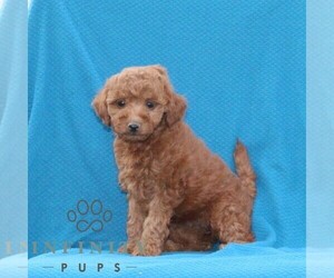 Goldendoodle (Miniature) Puppy for sale in AIRVILLE, PA, USA