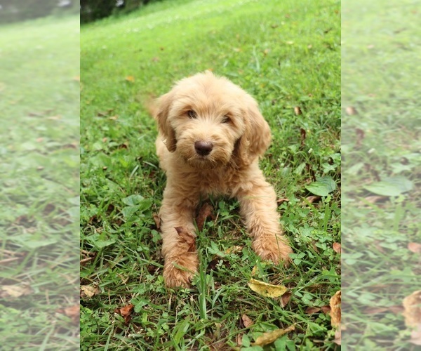 Medium Photo #5 Goldendoodle Puppy For Sale in FAIR GROVE, MO, USA