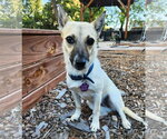 Small #1 Rat Terrier Mix