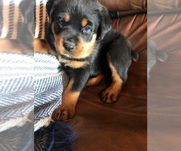 Medium Photo #2 Rottweiler Puppy For Sale in WESLEY, AR, USA