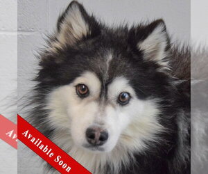 Pomsky Dogs for adoption in Huntley, IL, USA