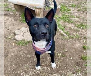 Siberian Husky-Unknown Mix Dogs for adoption in Tulsa, OK, USA